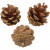 Denneappels, d: 40 mm,  200 gr, 16stuks [HOB-502260]